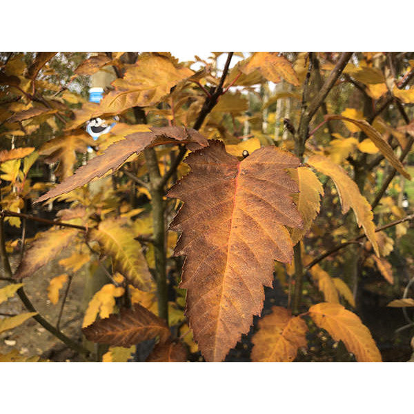 Sorbus intermedia