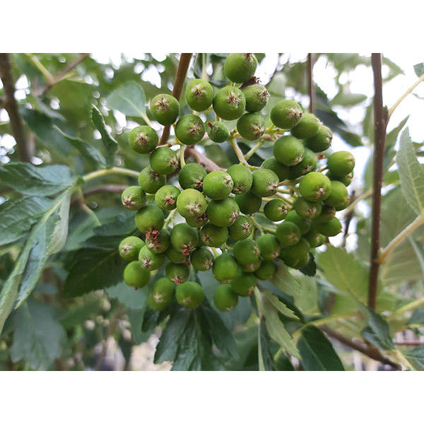 Sorbus intermedia