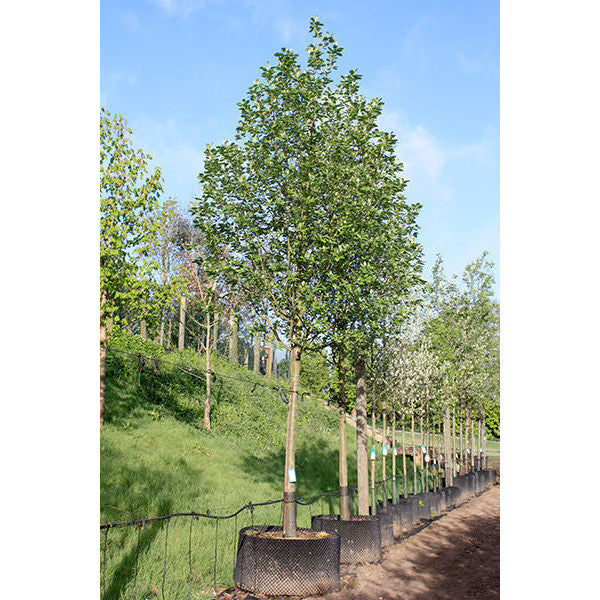 Sorbus intermedia