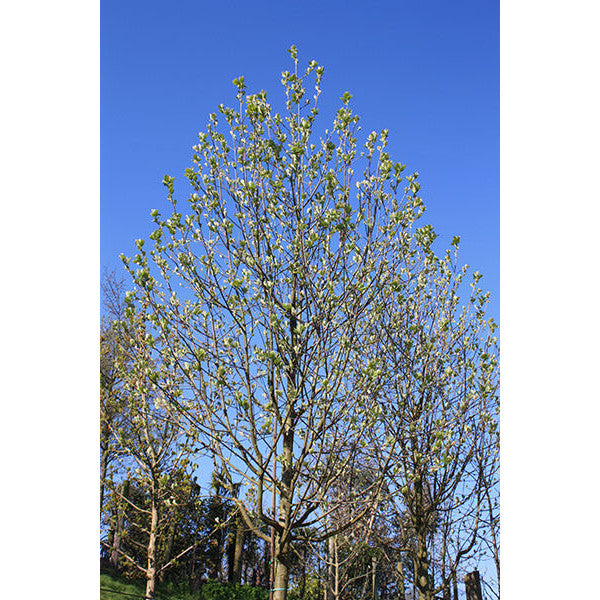 Sorbus intermedia
