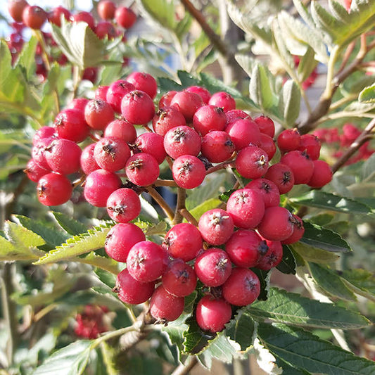 Sorbus intermedia