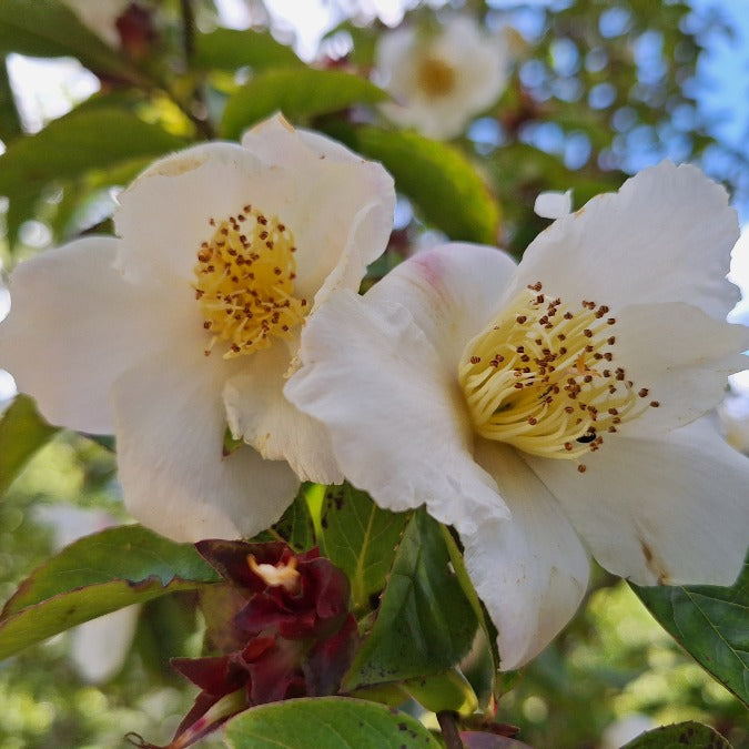 Stewartia pseudocamellia