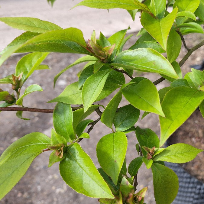 Stewartia pseudocamellia