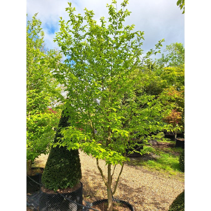 Stewartia pseudocamellia