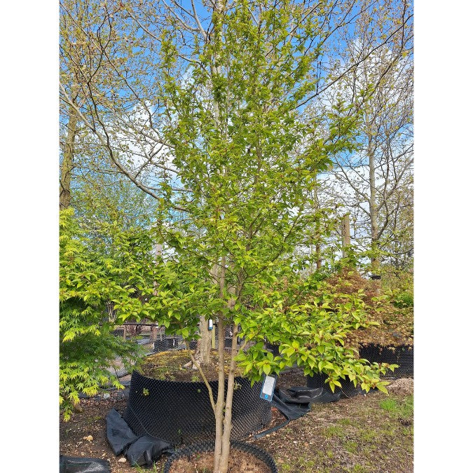 Stewartia pseudocamellia