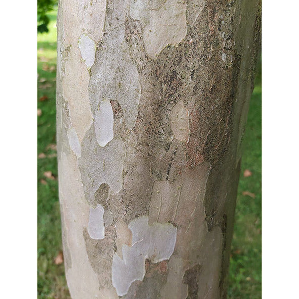 Stewartia pseudocamellia