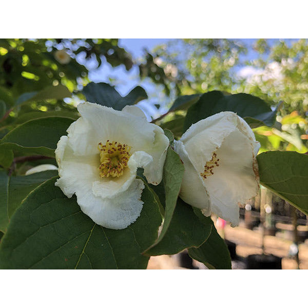 Stewartia pseudocamellia