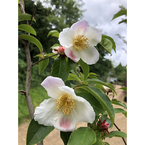 Stewartia pseudocamellia