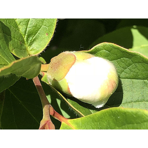 Stewartia pseudocamellia