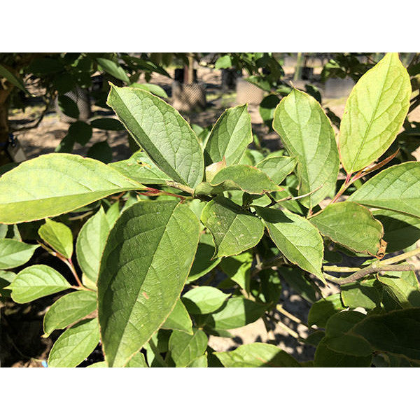 Stewartia pseudocamellia