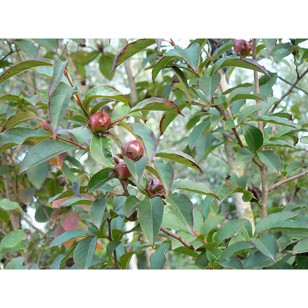 Stewartia pseudocamellia