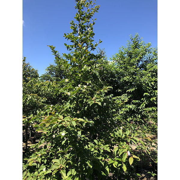 Stewartia pseudocamellia