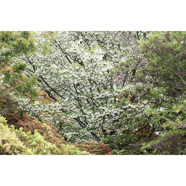 Styrax japonicus