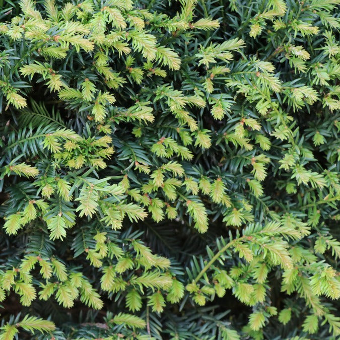 Taxus baccata