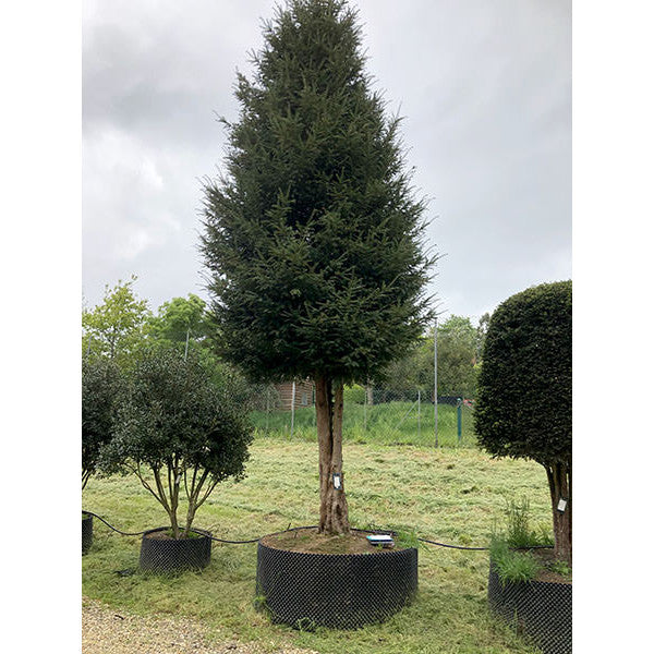 Taxus baccata
