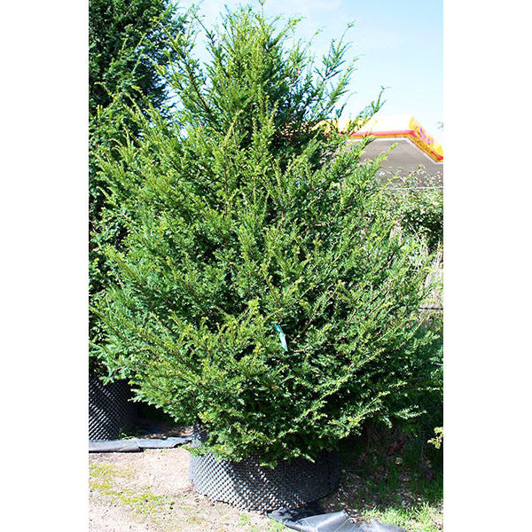 Taxus baccata