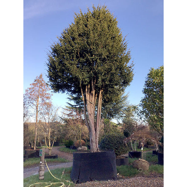 Taxus baccata