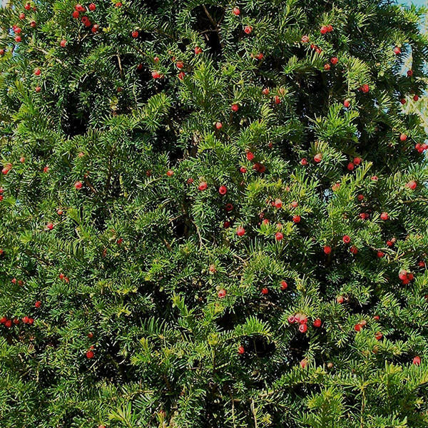 Taxus baccata