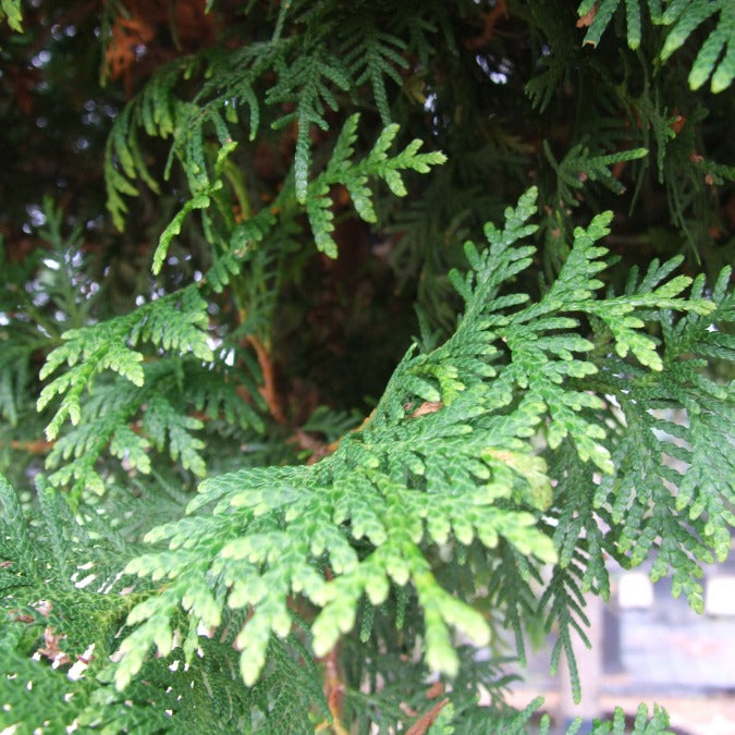 Thuja occidentalis 'Brabant'