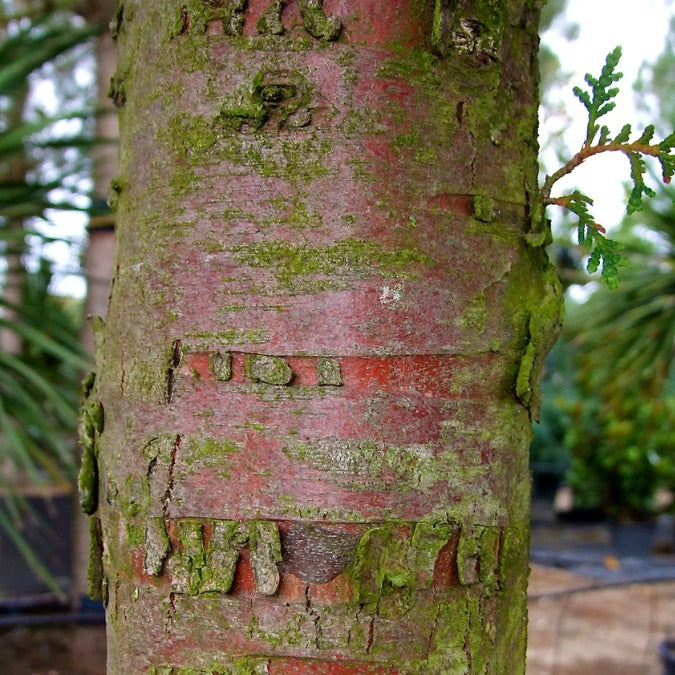 Thuja occidentalis 'Brabant'