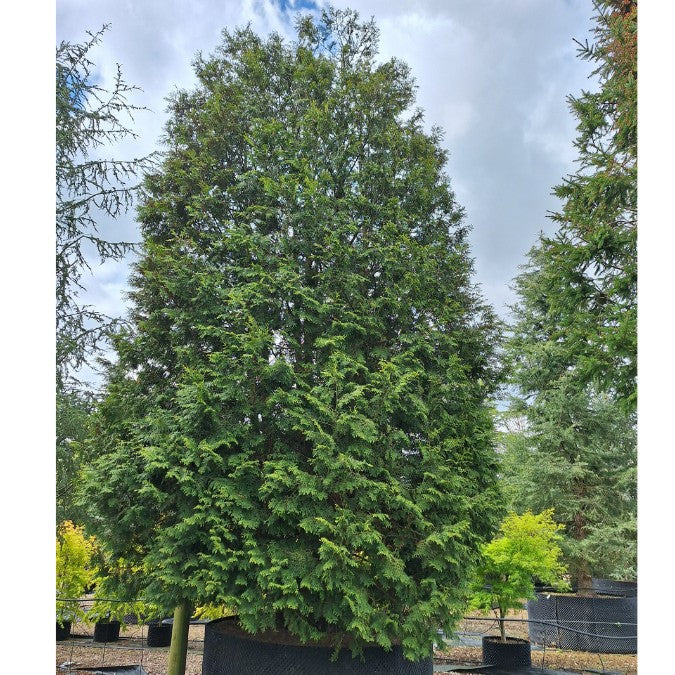 Thuja occidentalis 'Brabant'