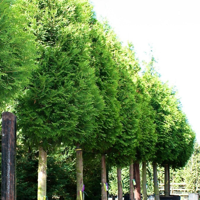 Thuja occidentalis 'Brabant'