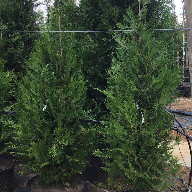 Thuja plicata 'Atrovirens'