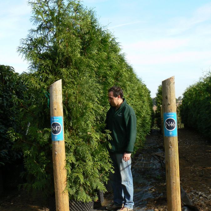 Thuja plicata 'Atrovirens'