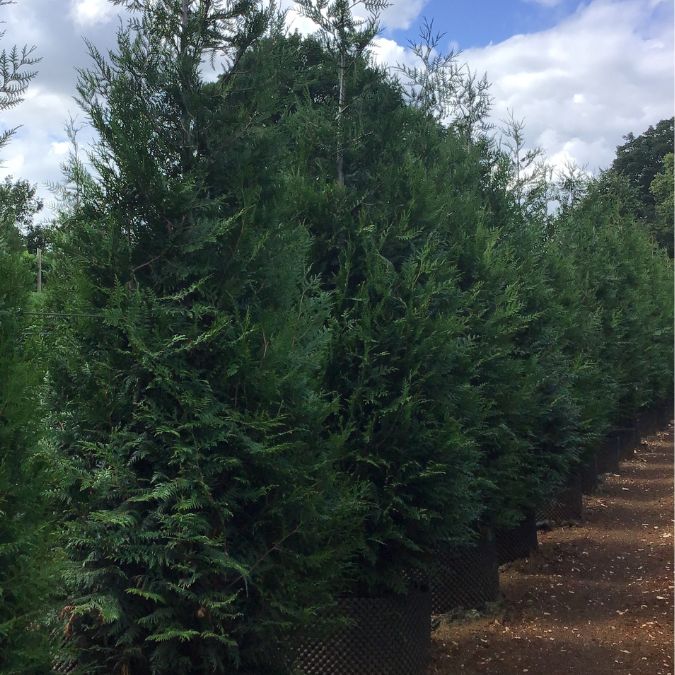 Thuja plicata 'Atrovirens'