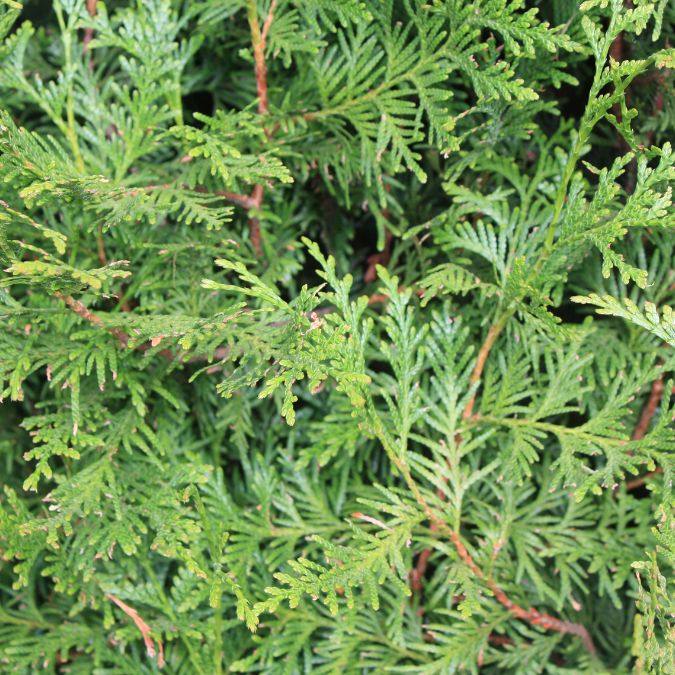 Thuja plicata 'Atrovirens'