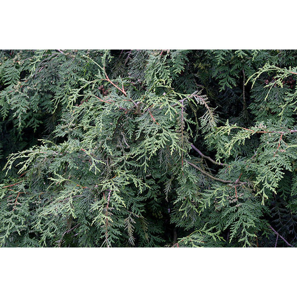 Thuja plicata 'Excelsa'