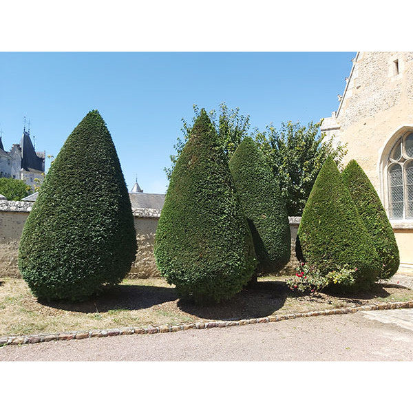 Thuja plicata 'Excelsa'