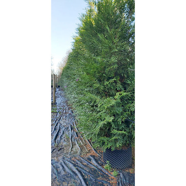 Thuja plicata 'Excelsa' (Hedging)