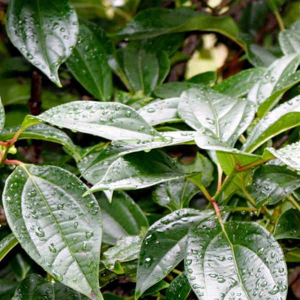 Viburnum cinnamomifolium