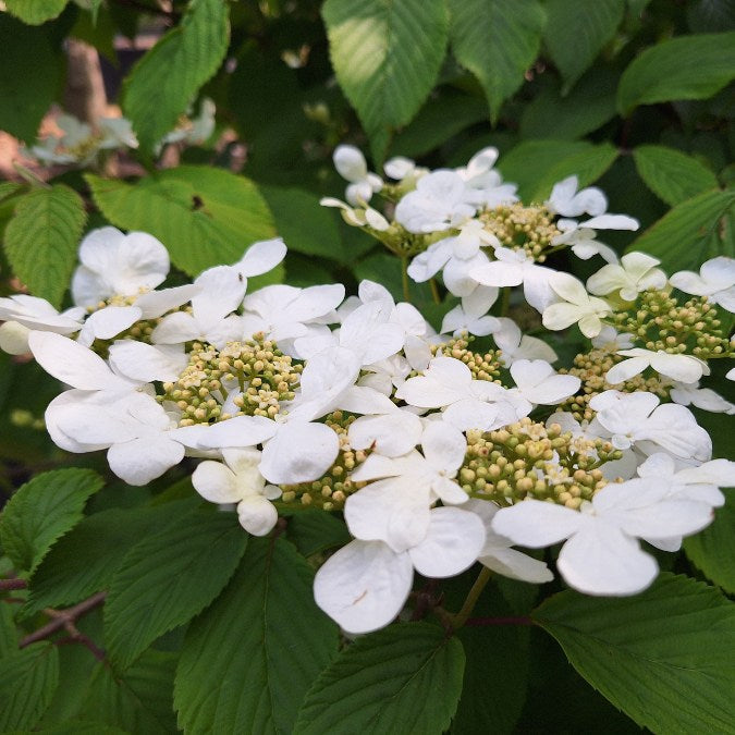 Viburnum plicatum 'Mariesii'