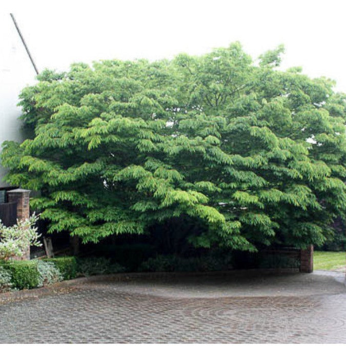 Zelkova serrata