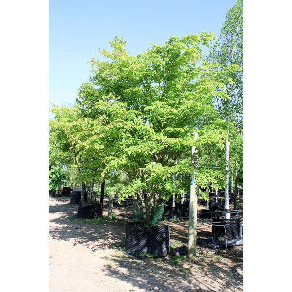 Zelkova serrata