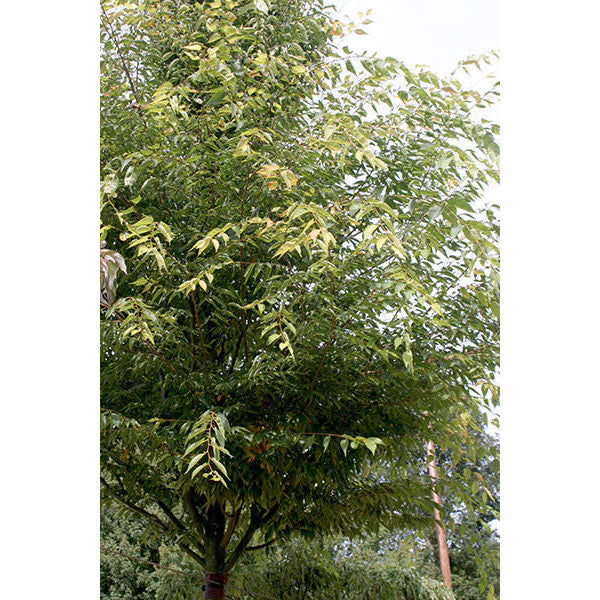 Zelkova serrata 'Green Vase'