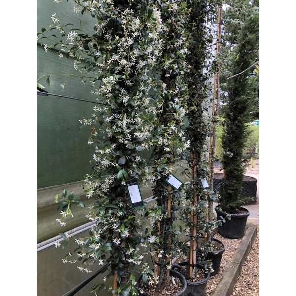 Trachelospermum jasminoides