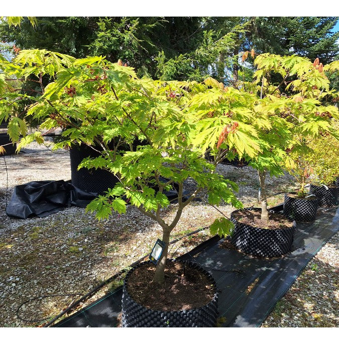 Acer japonicum 'Aconitifolium'