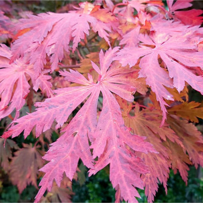 Acer japonicum 'Aconitifolium'
