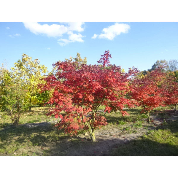 Acer japonicum 'Aconitifolium'