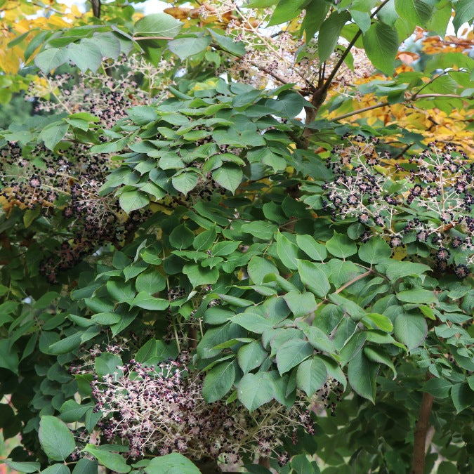 Aralia elata