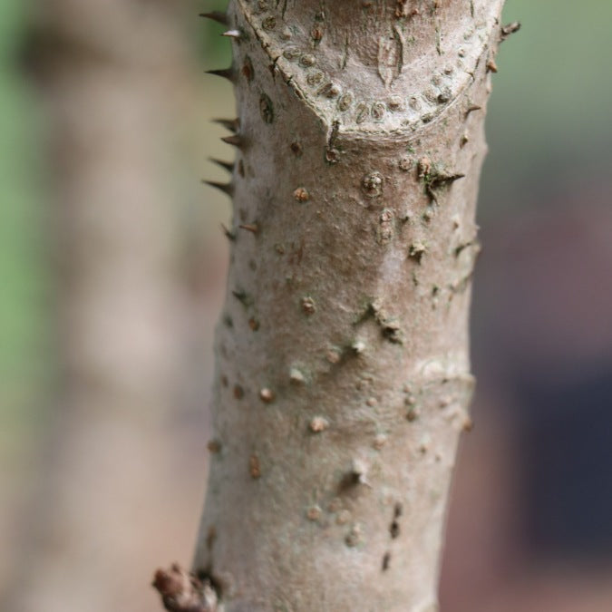 Aralia elata