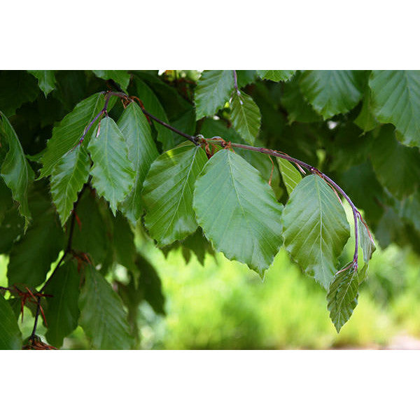 Fagus sylvatica (Pleached)