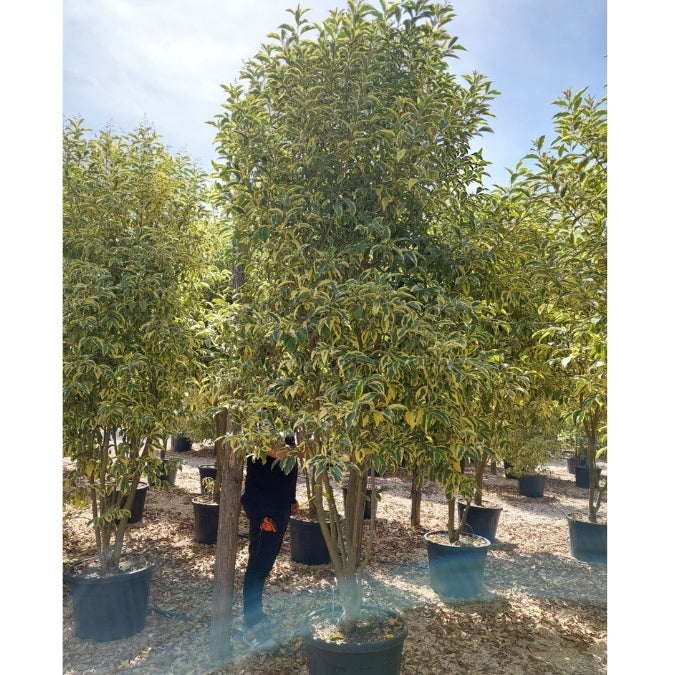 Ligustrum japonica 'Variegatum'