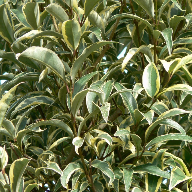 Ligustrum japonica 'Variegatum'