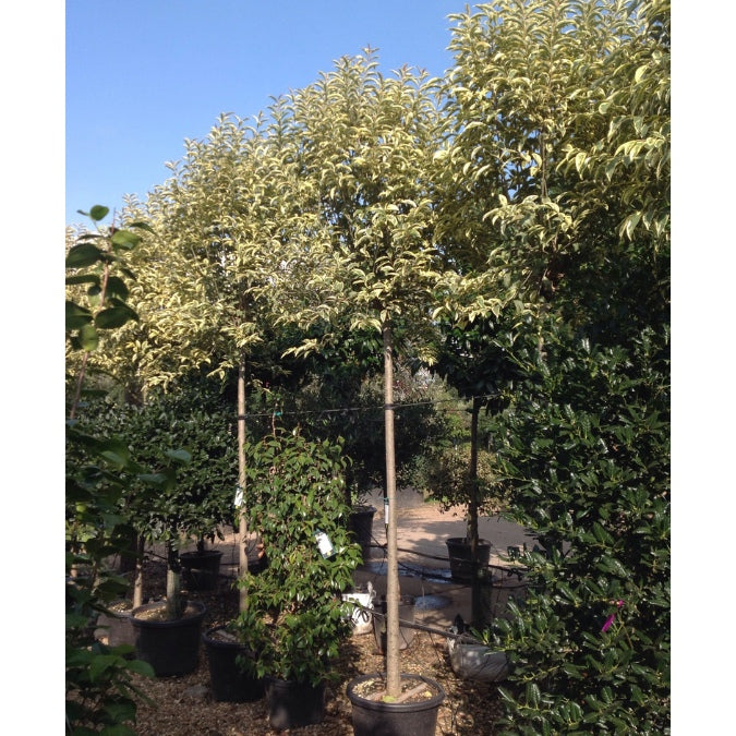 Ligustrum japonica 'Variegatum'