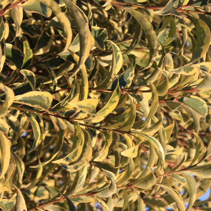Ligustrum japonica 'Variegatum'