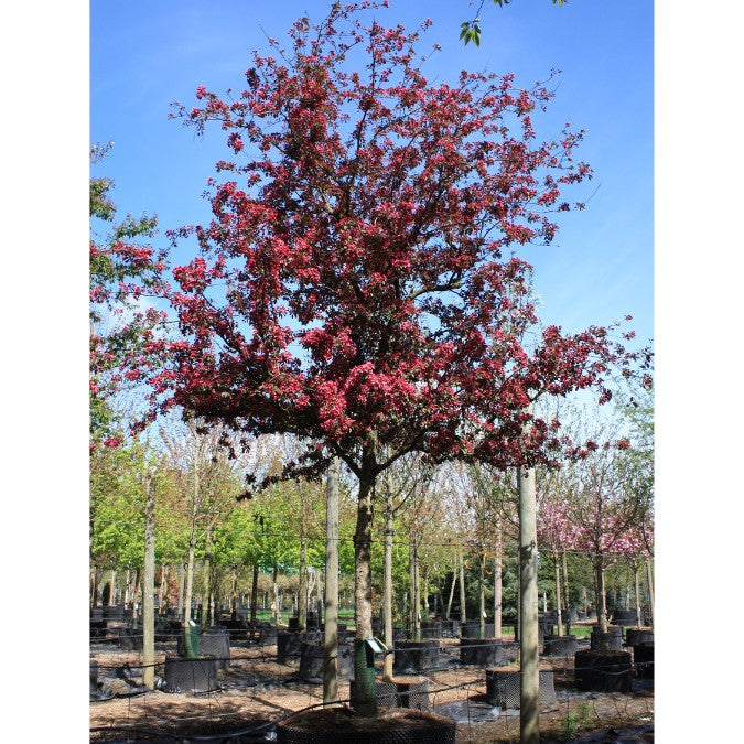 Malus 'Royalty'